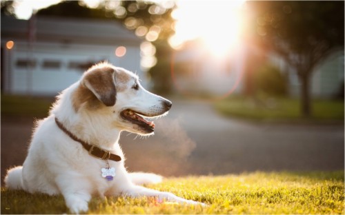 87-870075_dog-wallpapers-awesome-cute-dog-hd-wallpapers-this