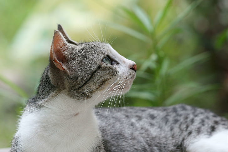 gatinho-fofo-wallpaper-preview